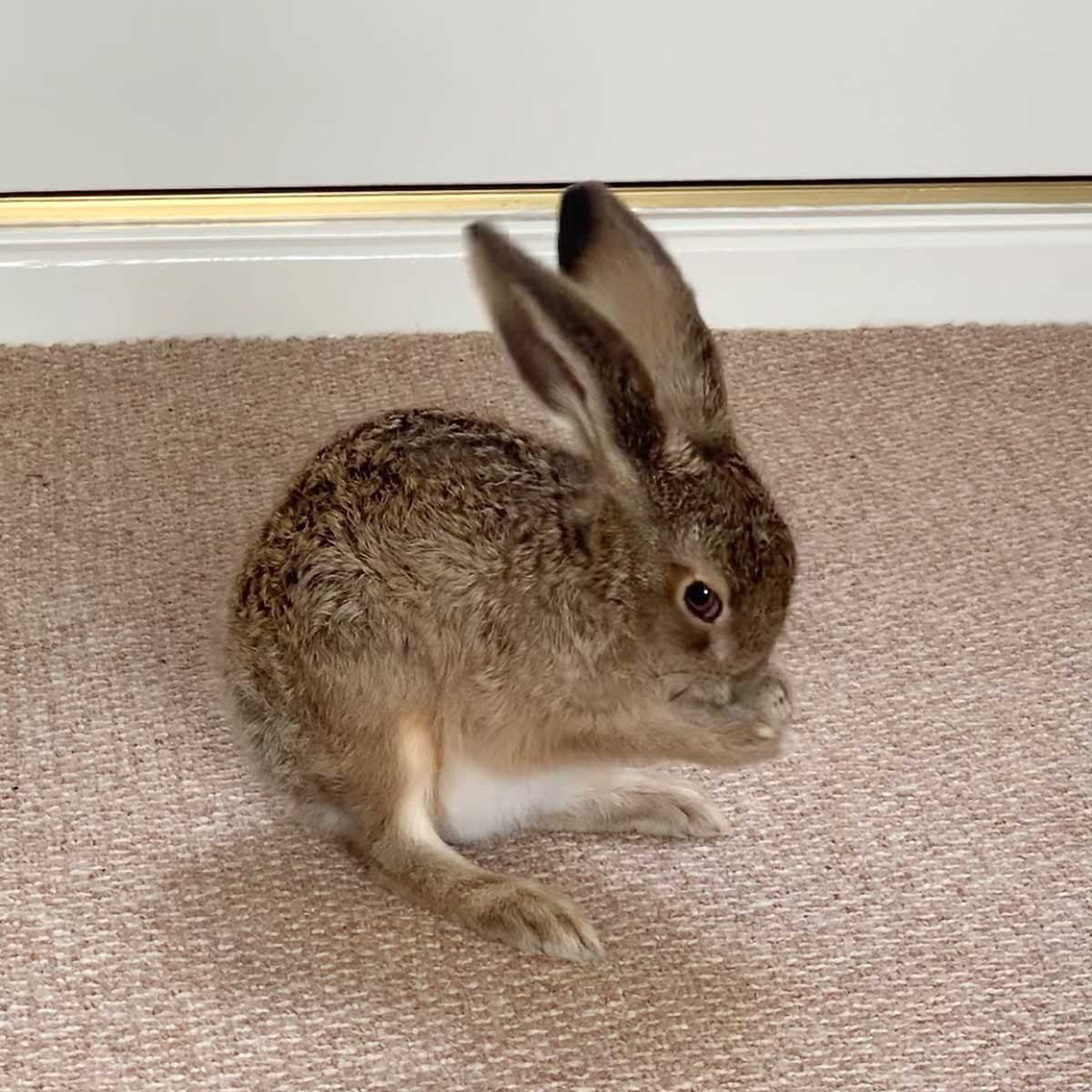 Chloe Dalton: Raising Hare