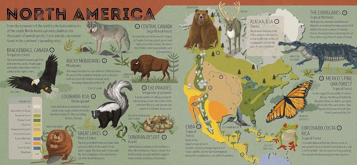 The inside of the Animal Atlas with imagery and information about North America and its animals.