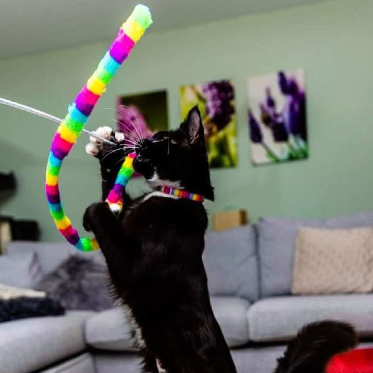 Rainbow wiggle worm cat dangler toy