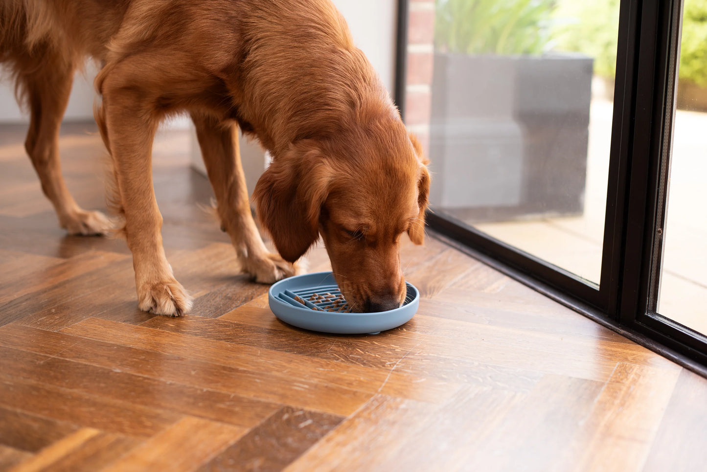 A brown dog eating from a grey slow feeder bowl on a wooden floor.