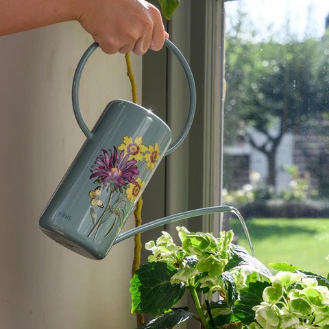RHS Asteraceae Indoor Watering Can