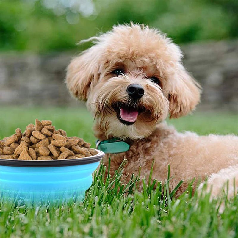 A fluffy dog smiling next to a green silicone collapsible bowl full of dry dog food.