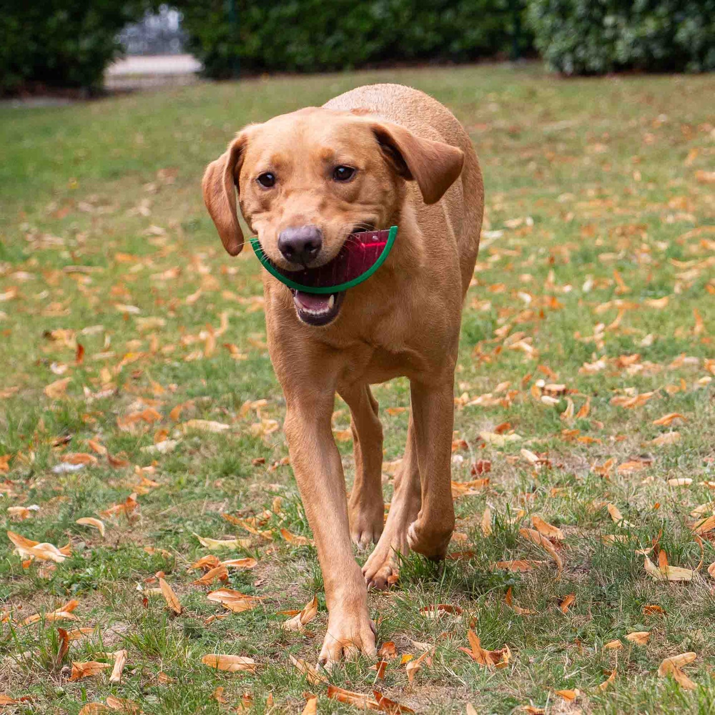 Ice Paws Cooling Watermelon Toy