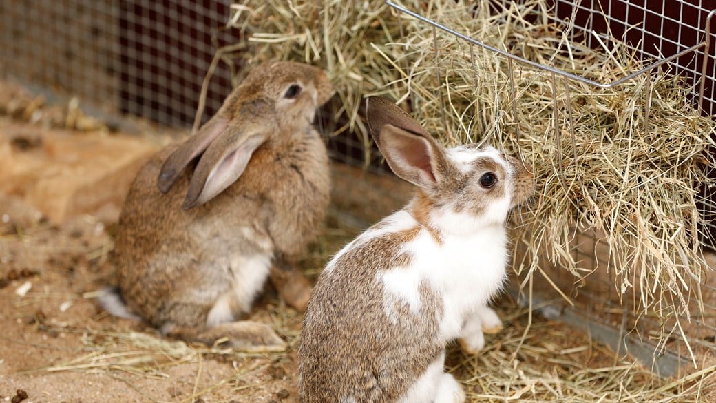 RSPCA Foraging Hay for Rabbits And Guinea Pigs