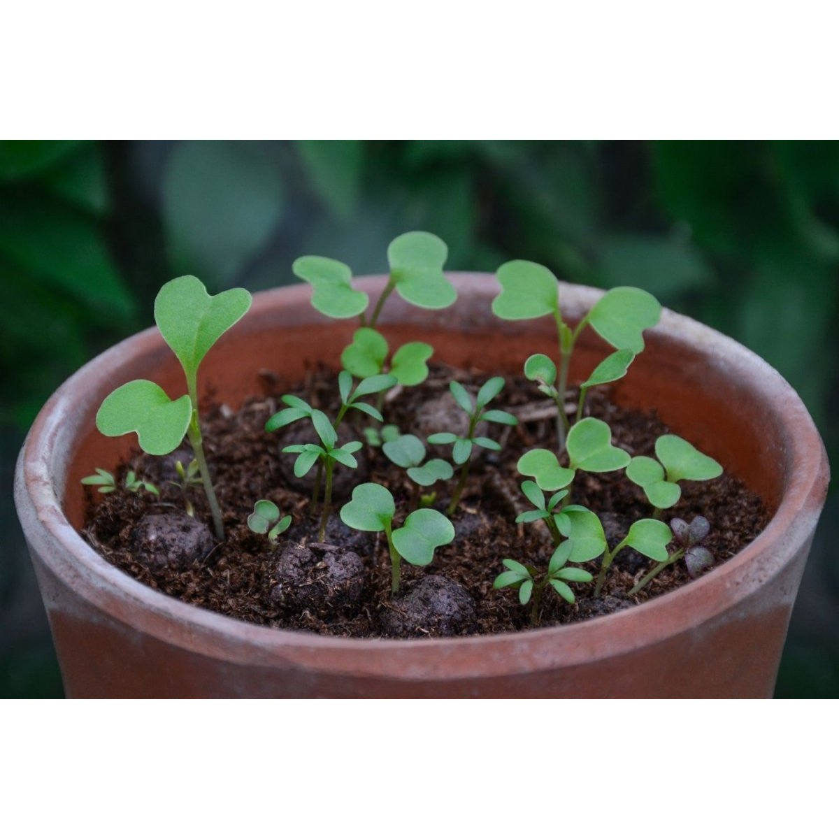 Edible Flowers Forager's Mix (100 balls)