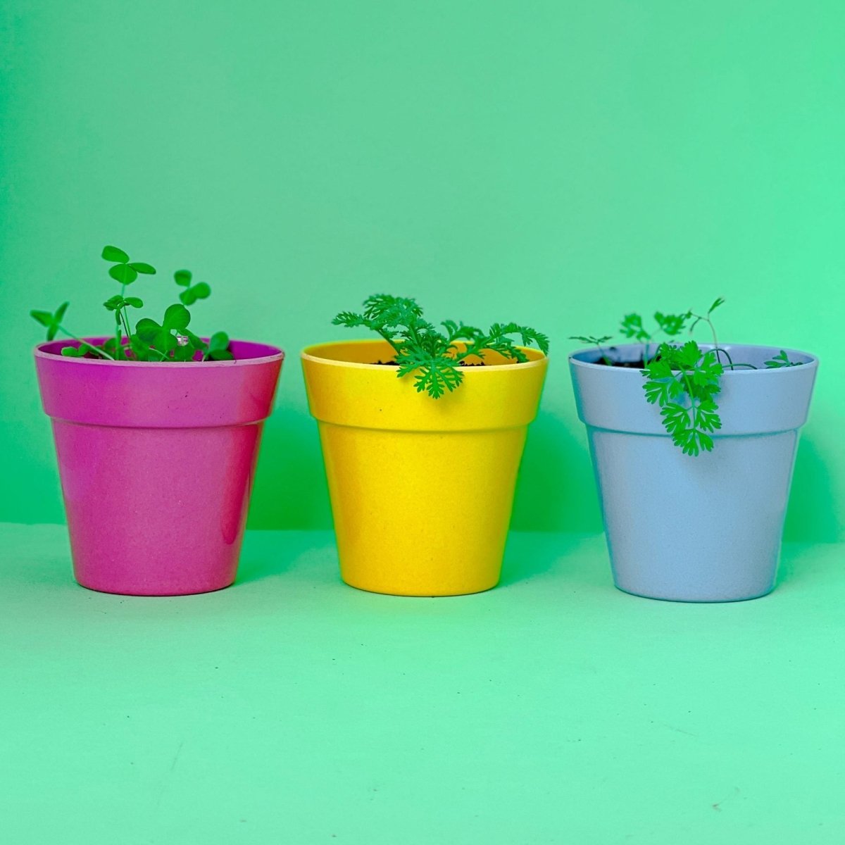 Edible Flowers Forager's Mix (100 balls)