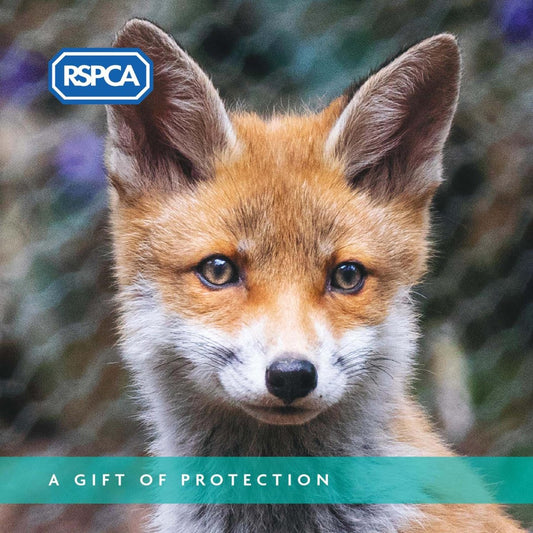 A Gift of Protection Charity Gift Card
