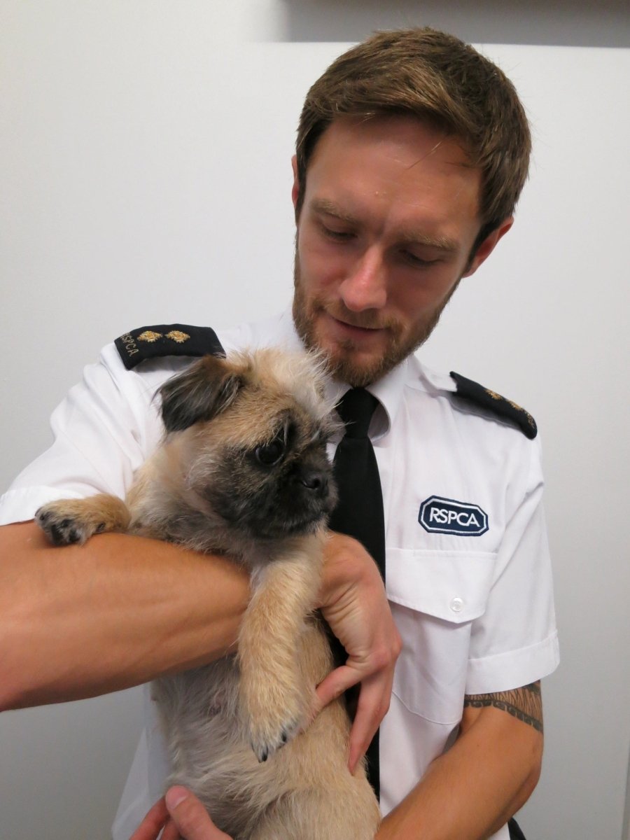 RSPCA: The Dog Rescuers, Book