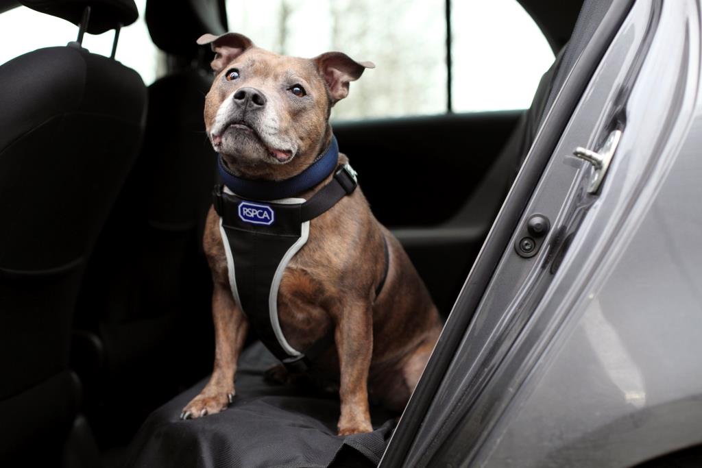 RSPCA Car Safety and Walking Harness