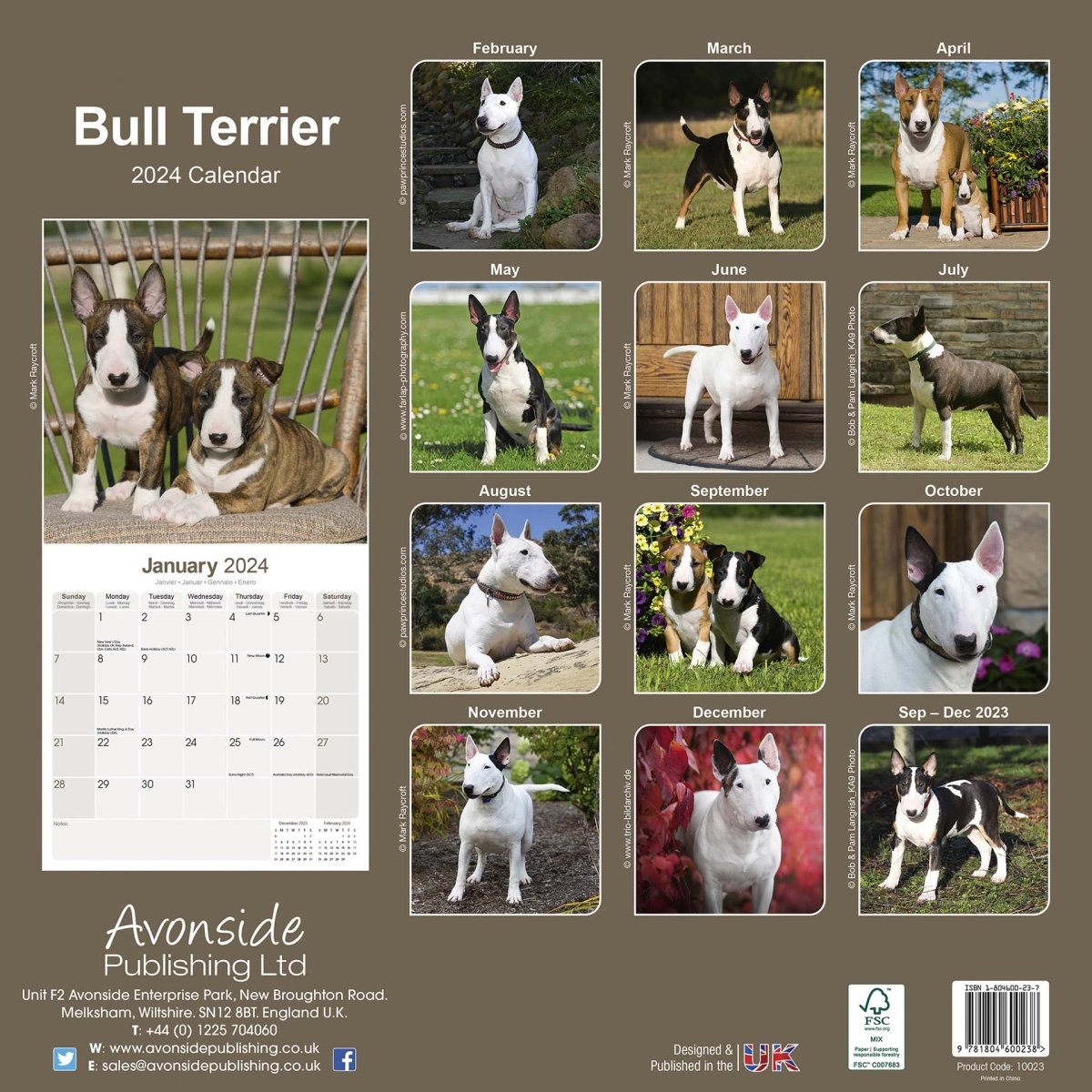 English Bull Terrier Square Wall Calendar 2024