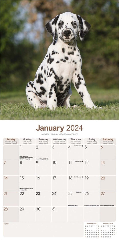 Dalmatian Square Wall Calendar 2024