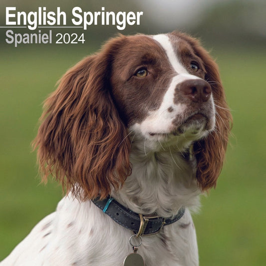English Springer Spaniel Square Wall Calendar 2024