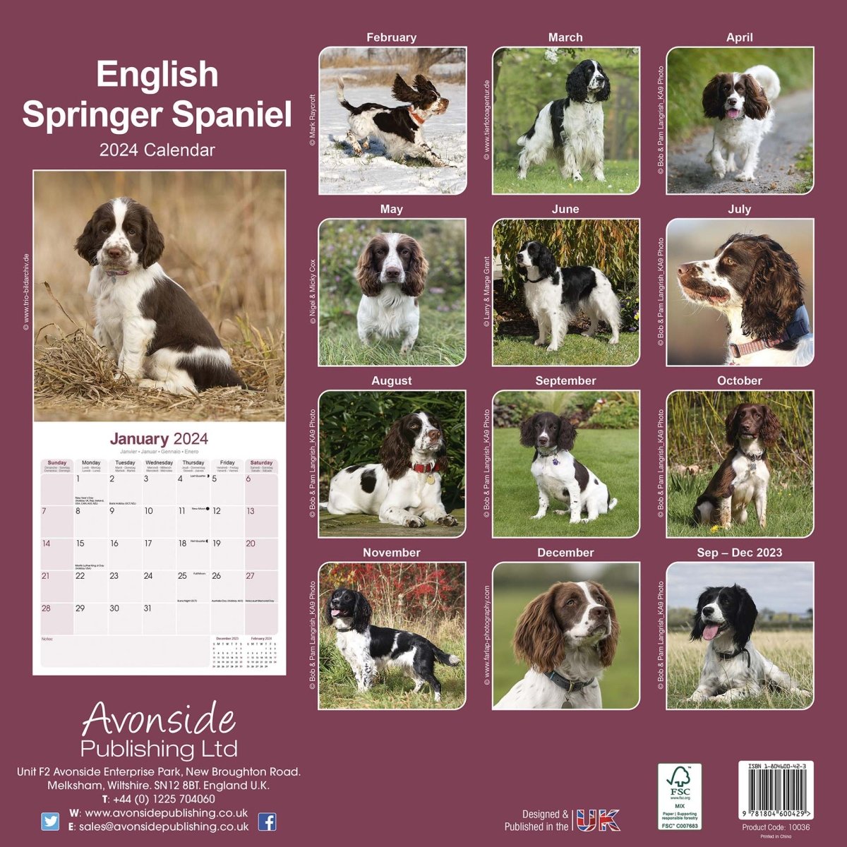 English Springer Spaniel Square Wall Calendar 2024