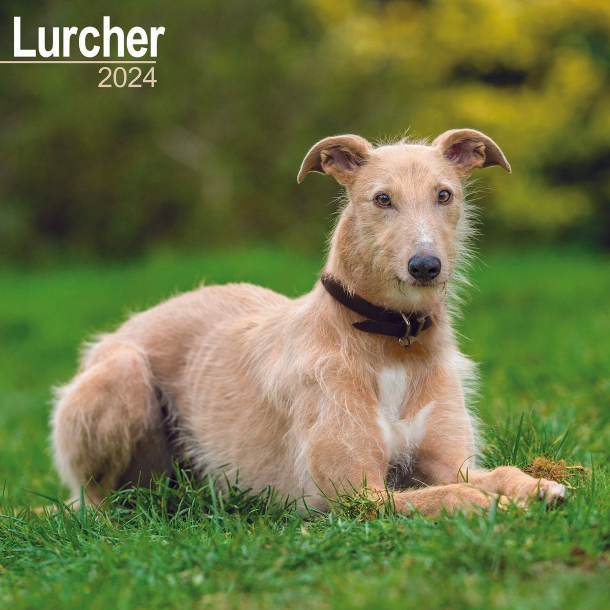 Buy store lurcher puppy