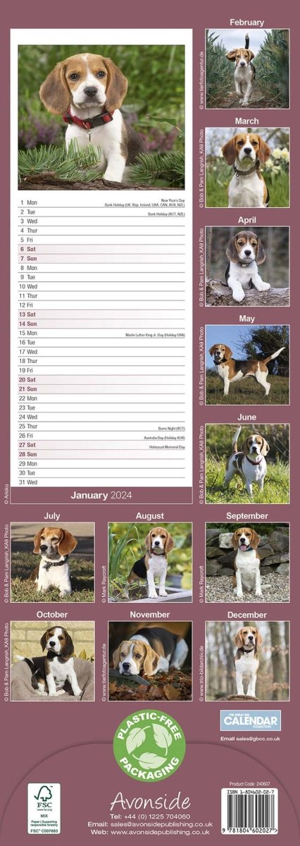 Beagle Slim Calendar 2024
