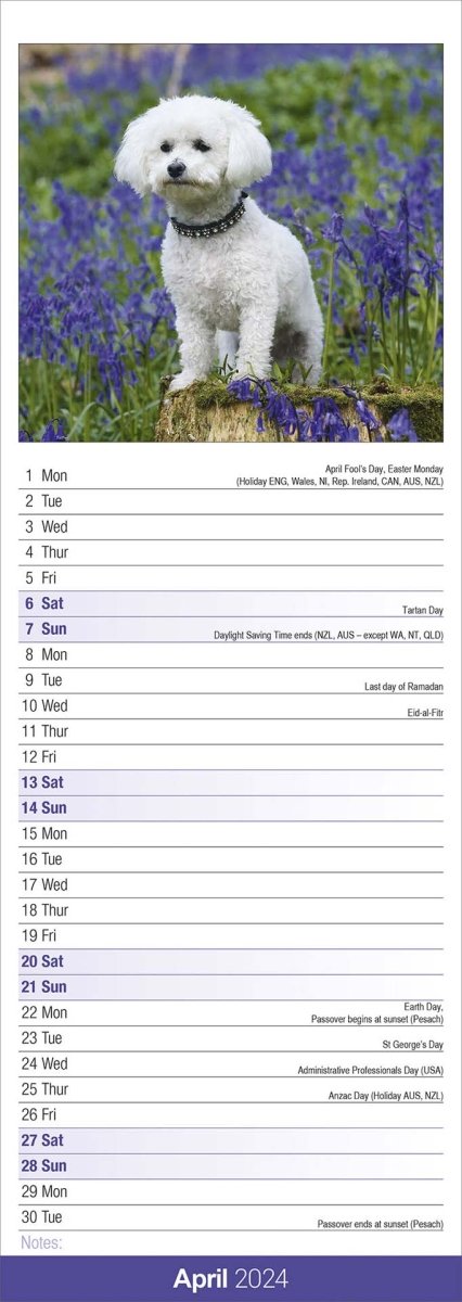 Bichon Frise Slim Calendar 2024