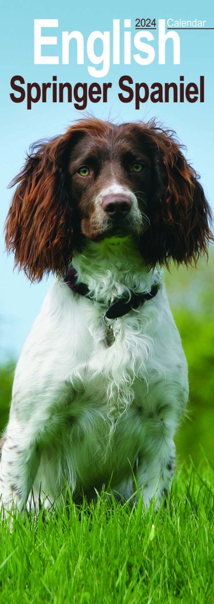 English springer 2025 spaniel gift items