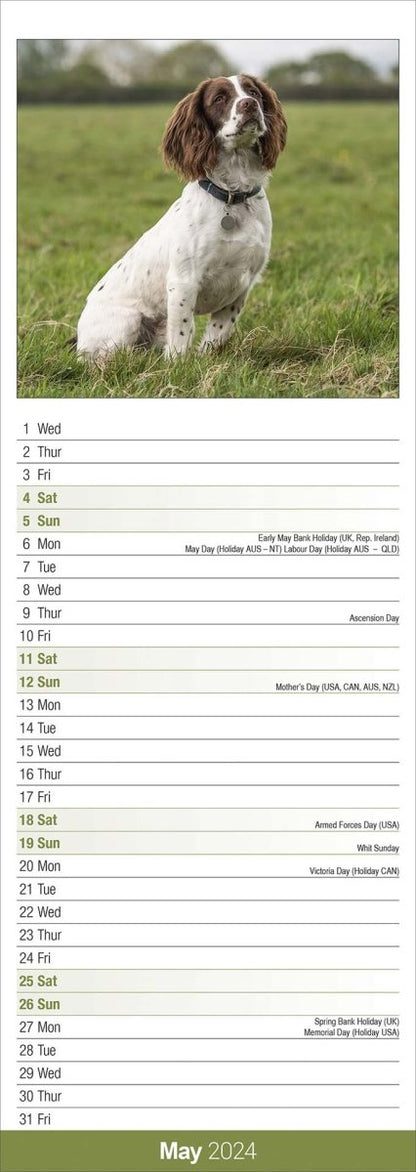 English Springer Spaniel Slim Calendar 2024
