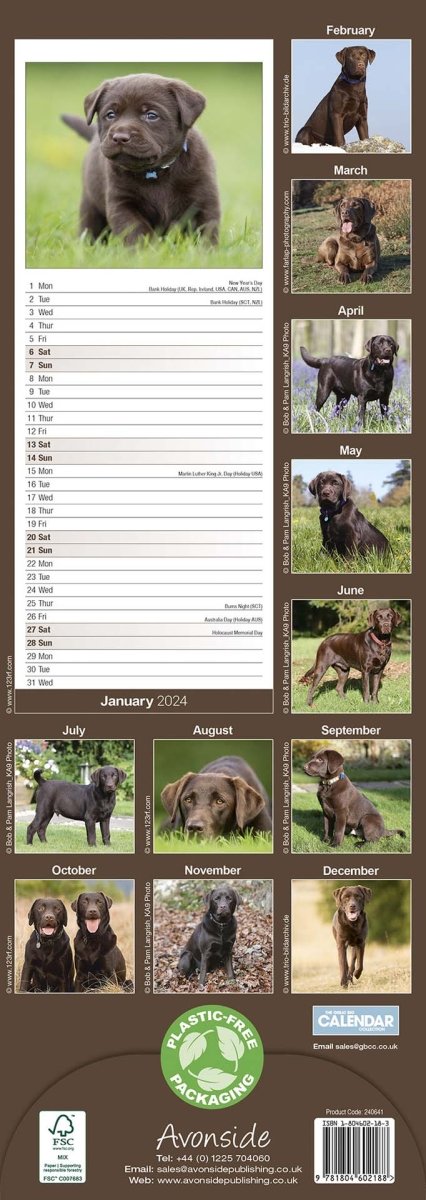 Labrador Retriever Chocolate Slim Calendar 2024