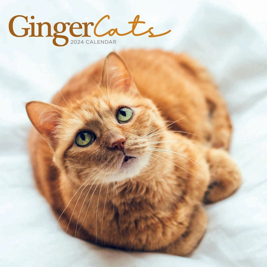 Ginger Cats Square Wall Calendar 2024