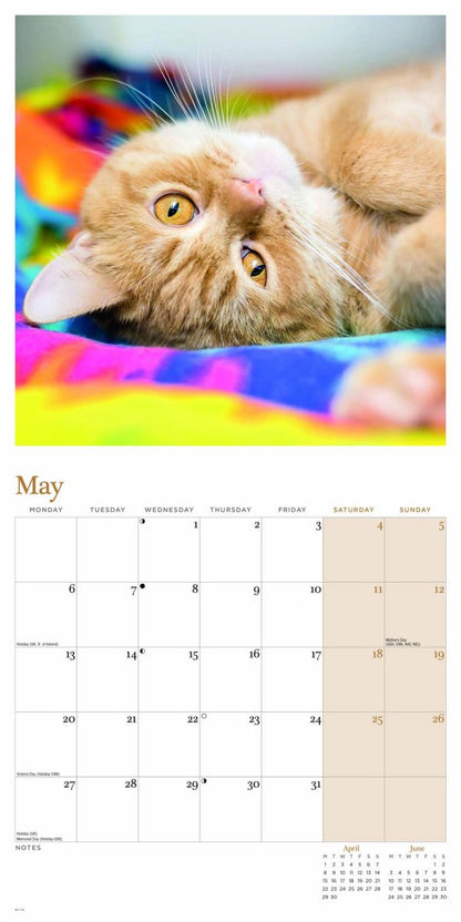 Ginger Cats Square Wall Calendar 2024