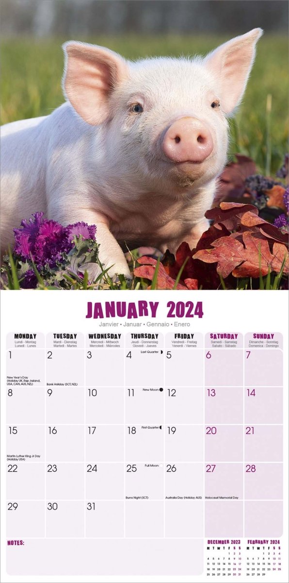 Pigs Square Wall Calendar 2024
