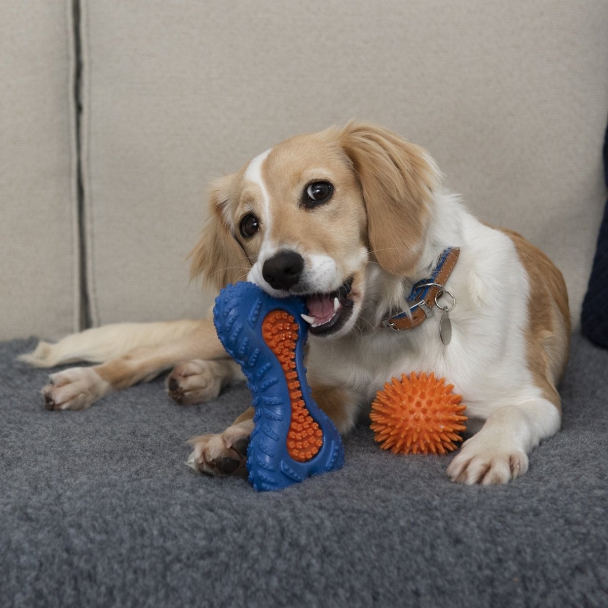 RSPCA Tough Rubber Bone Chew Dog Toy