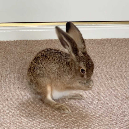 Chloe Dalton: Raising Hare