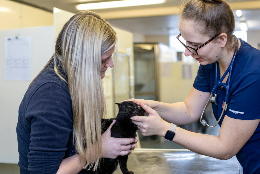 RSPCA Pet Insurance RSPCA Shop