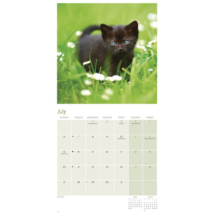 Black Cats Square Wall Calendar 2026