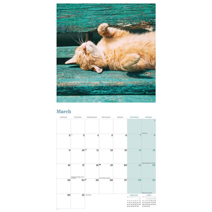 Ginger Cats Square Wall Calendar 2026