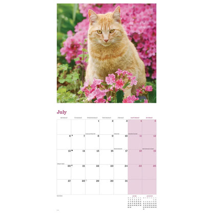 Ginger Cats Square Wall Calendar 2026