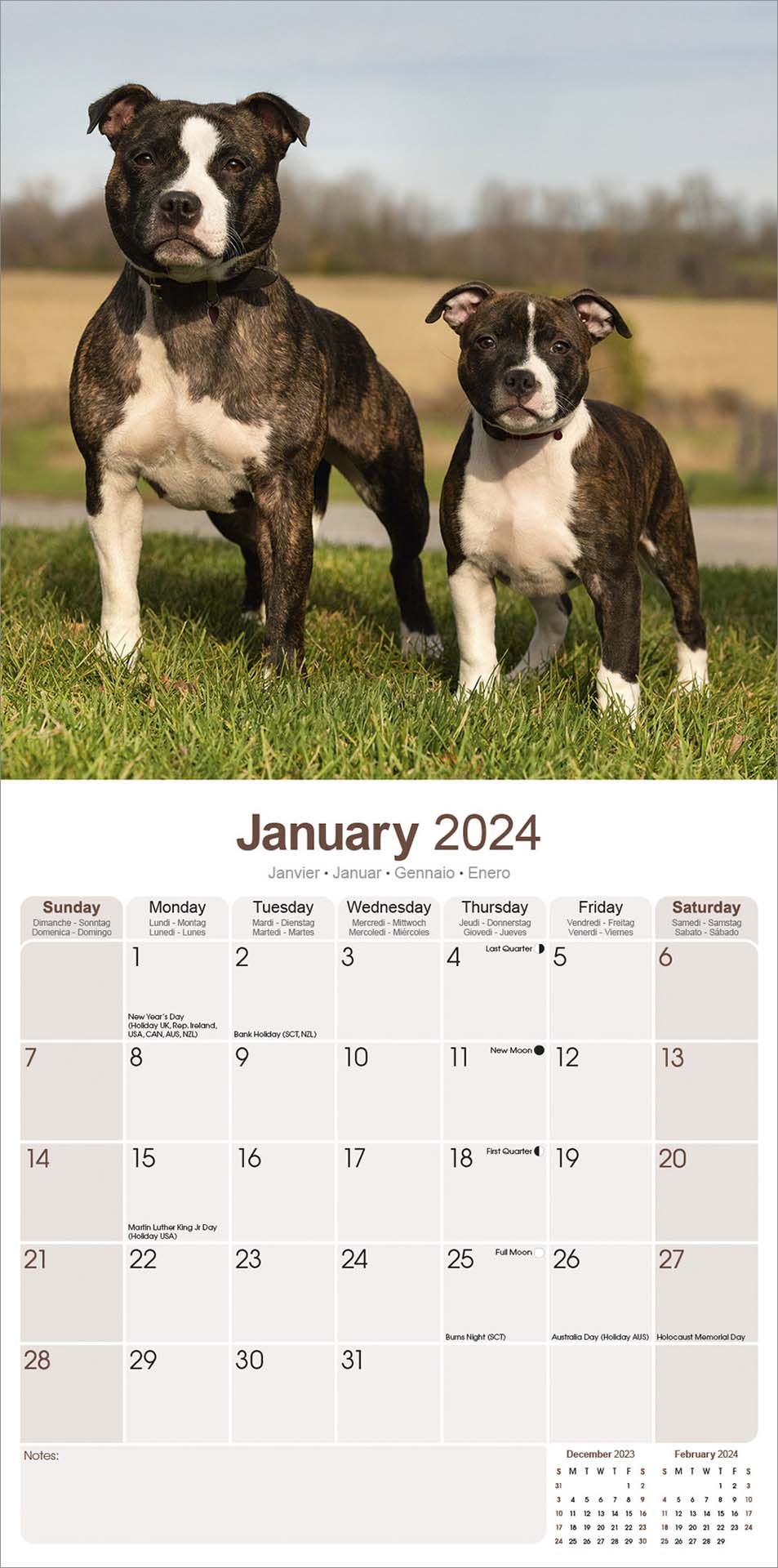 Staffordshire Bull Terrier Square Wall Calendar 2024