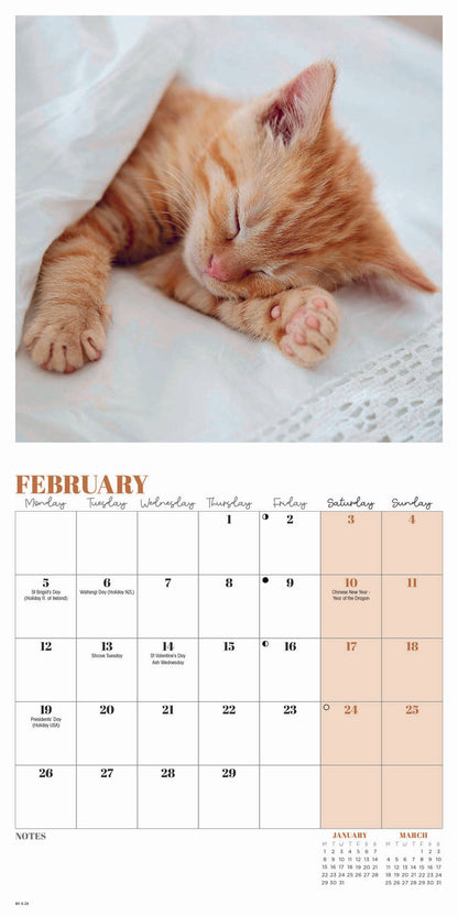 Cat Naps Mini Calendar 2024