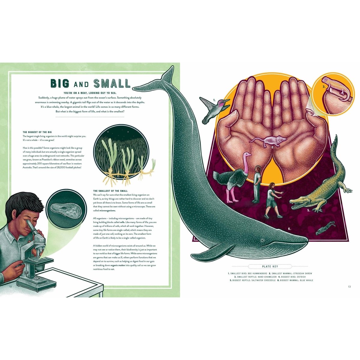 Life: The Wonders of Biodiversity