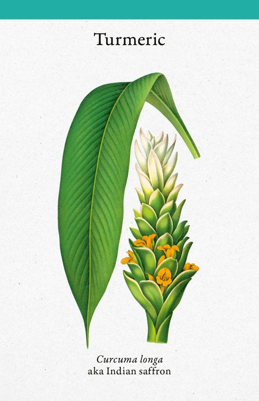 Cabinet Full Of Medicinal Plants Card Deck