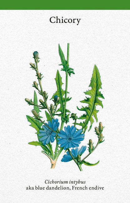 Cabinet Full Of Medicinal Plants Card Deck
