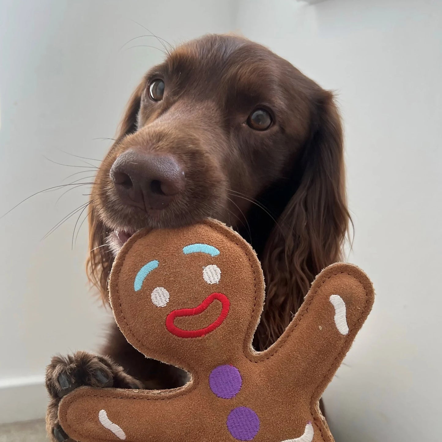 Jean Genie the Gingerbread Person Eco Dog Toy