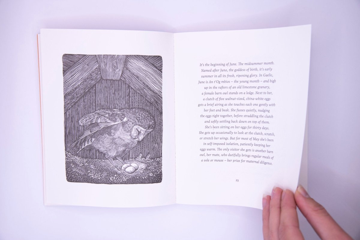 The Book Of The Barn Owl