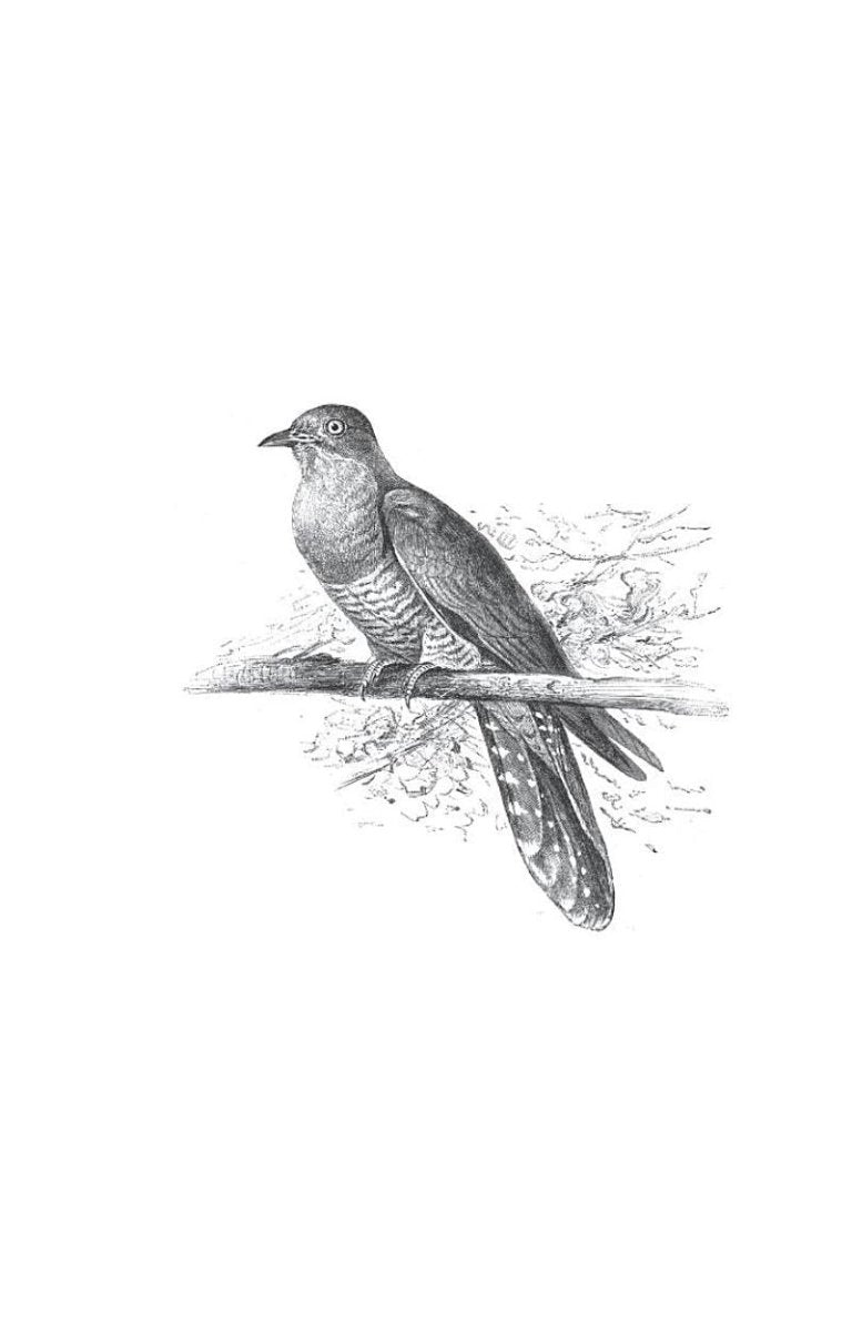The Curious Life of the Cuckoo