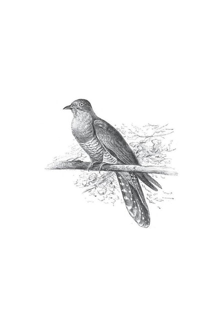 The Curious Life of the Cuckoo