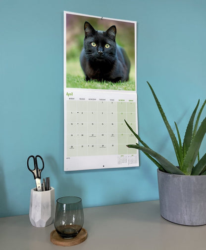 Black Cats, Square Wall Calendar 2027