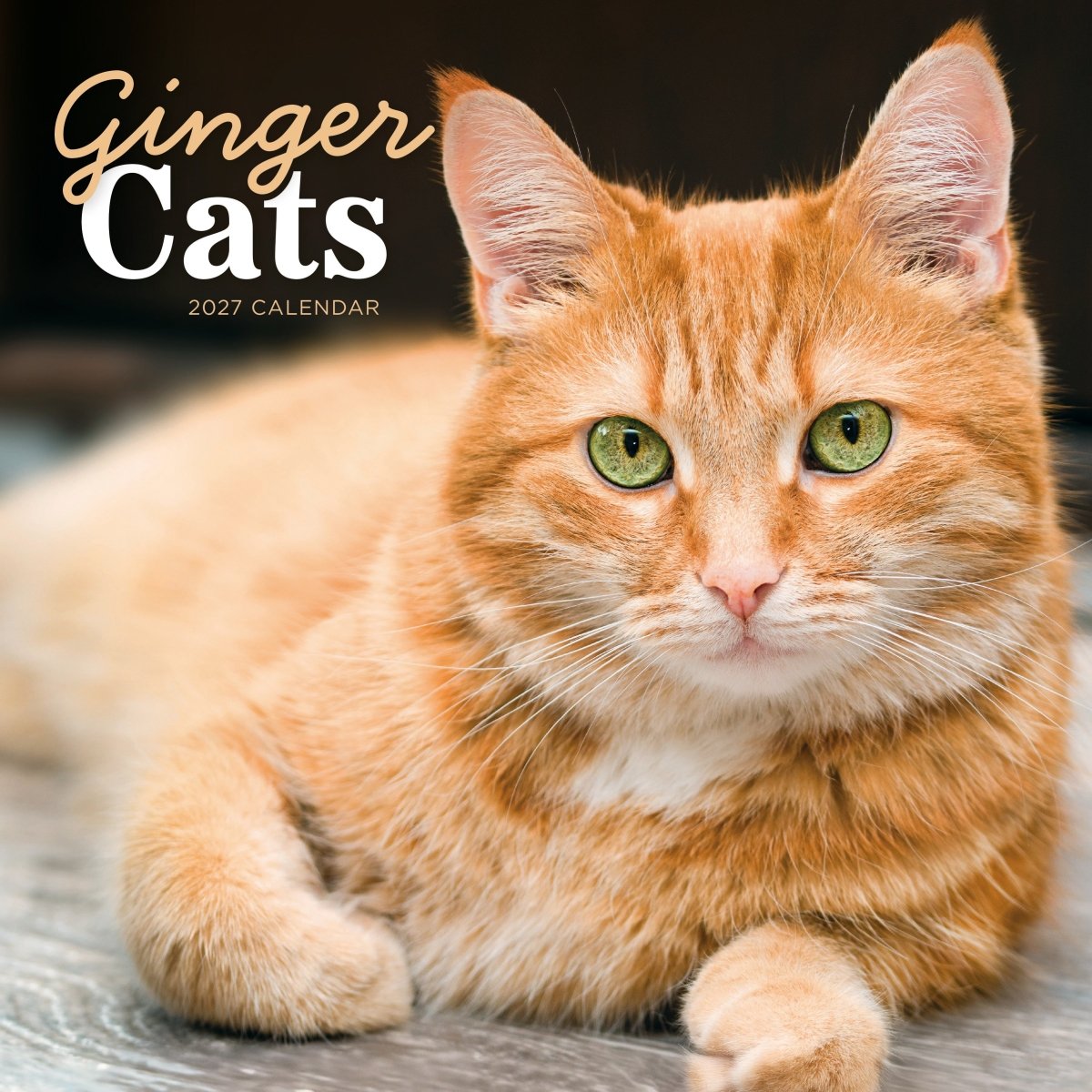 Ginger Cats, Square Wall Calendar 2027