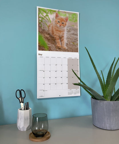 Ginger Cats, Square Wall Calendar 2027