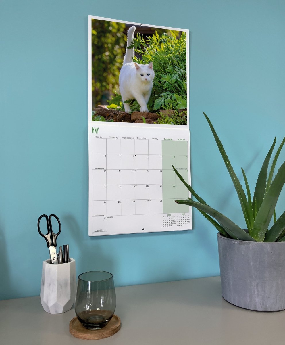 Cats - Square Wall Calendar 2027