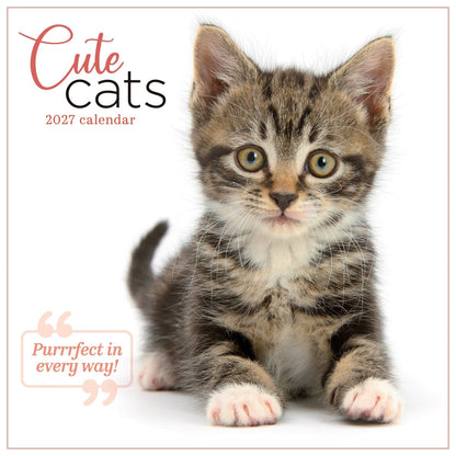 Cute Cats - Square Wall Calendar 2027