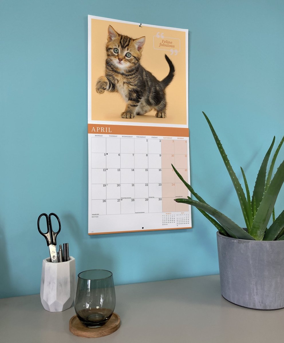 Cute Cats - Square Wall Calendar 2027