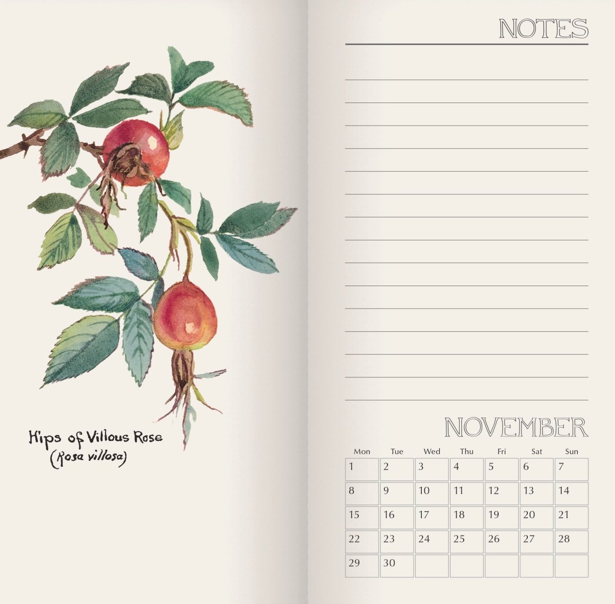 A Country Diary by Edith Holden - Pocket Diary 2027