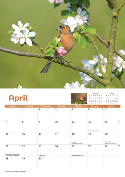 Garden Birds Square Wall Calendar 2025