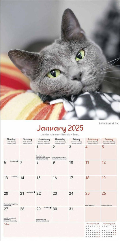 Cats Wall Square Calendar 2025